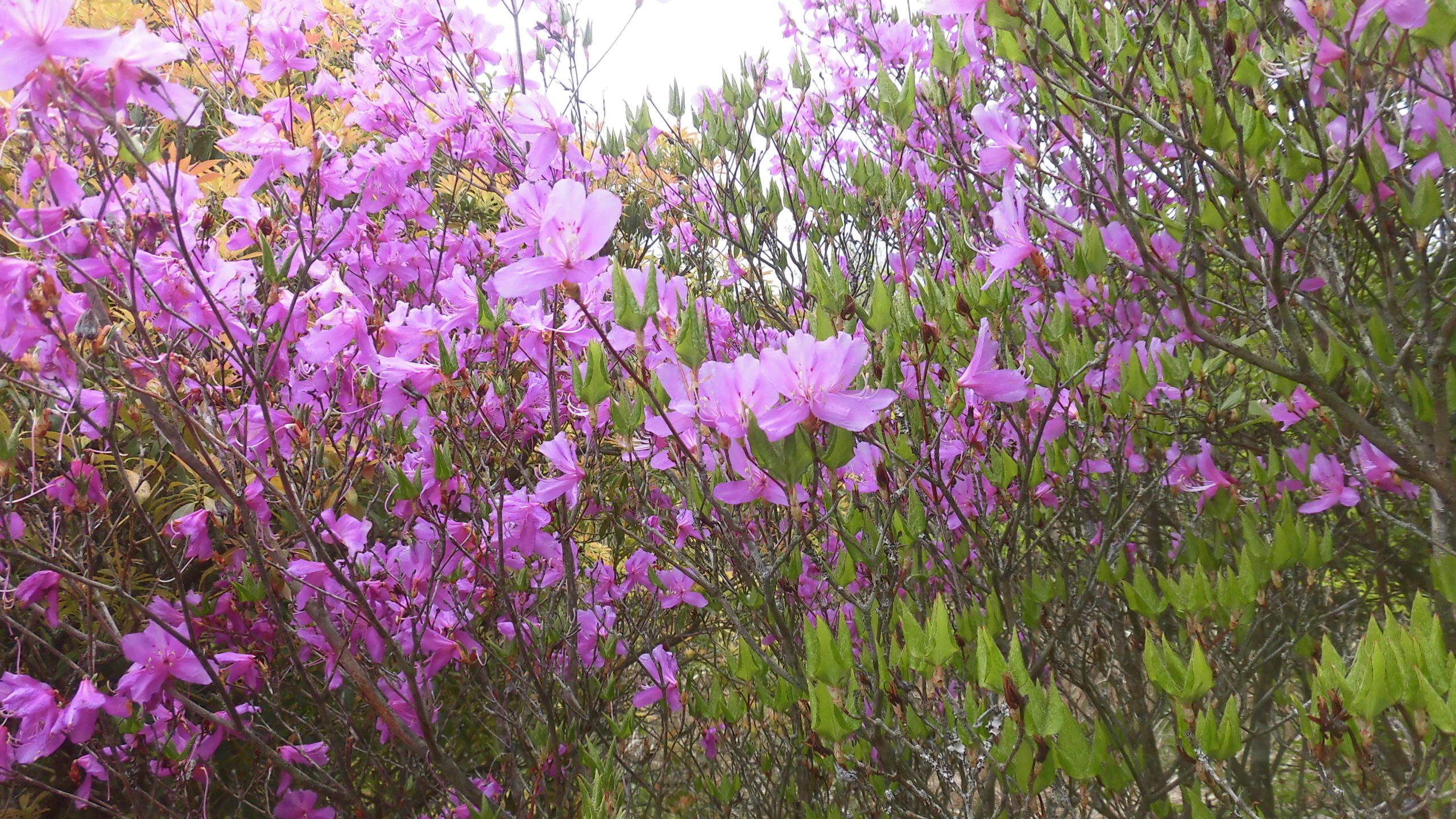 ヤマツツジ（山躑躅） | 芦ノ湖スカイライン